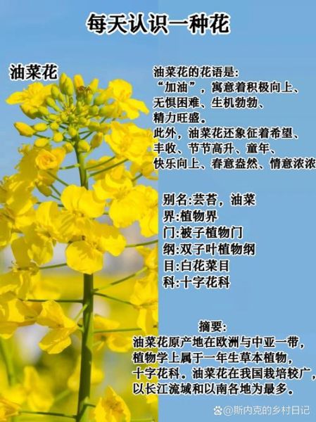 油菜图片大全_油菜花什么时候开