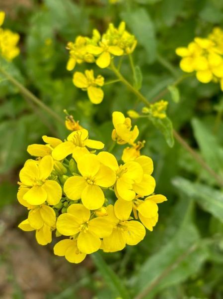 油菜图片大全_油菜花什么时候开
