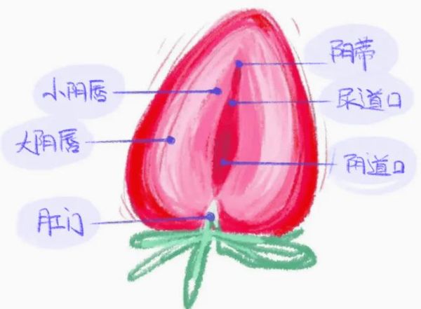 宝宝小阴粘连看什么科_小阴唇粘连挂哪个科室