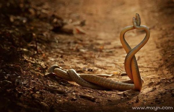 孕妇梦见两条大蛇是什么意思_孕妇梦见两条大蛇是生男生女