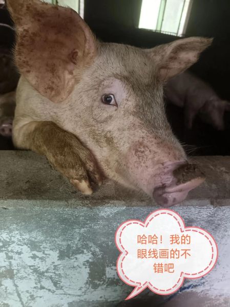 梦到猪粪是什么意思_梦到猪粪是吉是凶