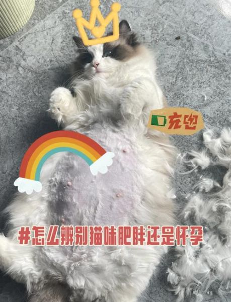 孕妇梦到小猫是什么意思_孕妇梦见小猫生男生女