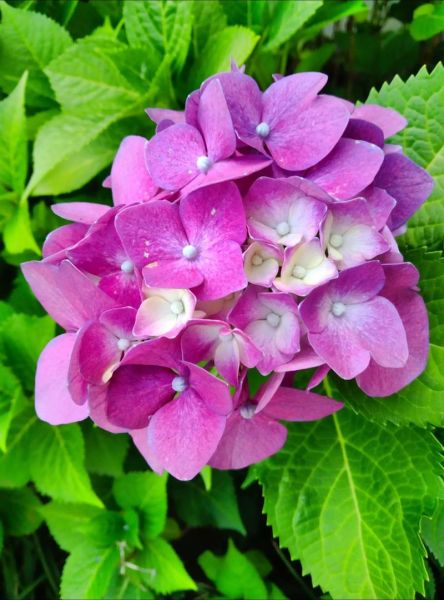 绣球花图片大全_绣球花品种有哪些