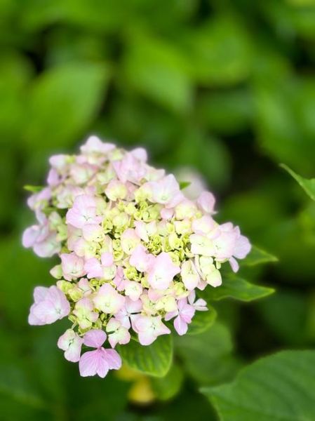绣球花图片大全_绣球花品种有哪些