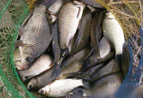 钓鱼真实图片大全图_如何辨别真假渔获