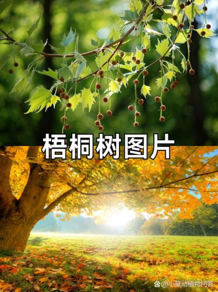 大树图片大全哪里找_如何拍出好看的大树照片