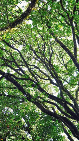 大树图片大全哪里找_如何拍出好看的大树照片