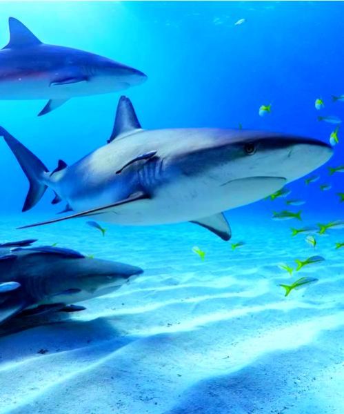 梦到大鲨鱼是什么意思_梦见大鲨鱼攻击我怎么办