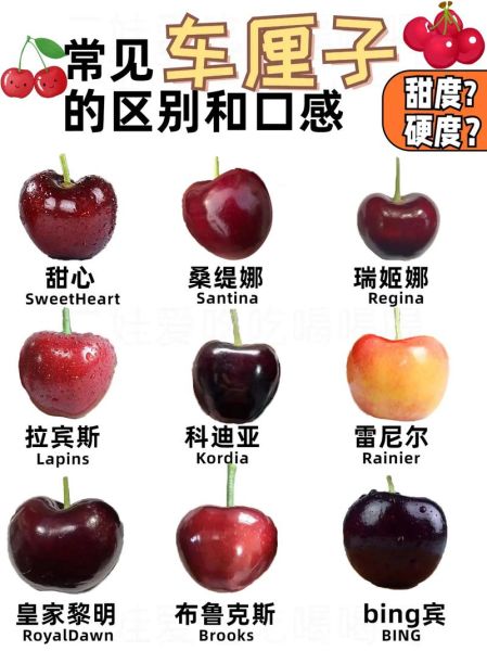 车厘子图片大全_车厘子品种怎么区分