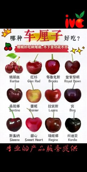 车厘子图片大全_车厘子品种怎么区分