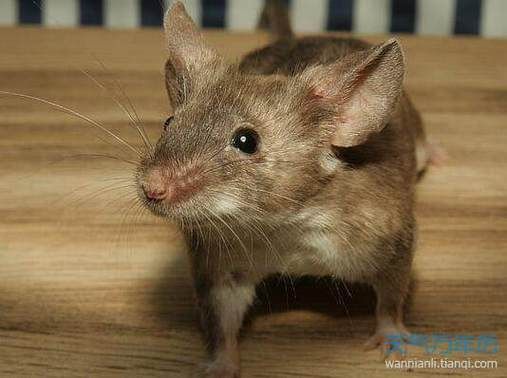 梦到吃老鼠是什么意思_梦见吃老鼠是吉是凶