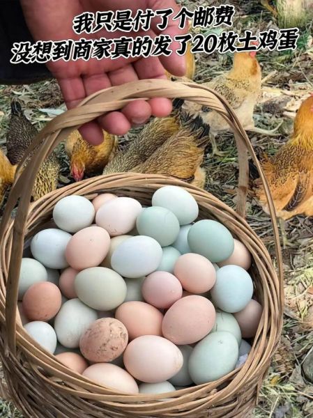 鸡蛋图片大全图_鸡蛋品种有哪些