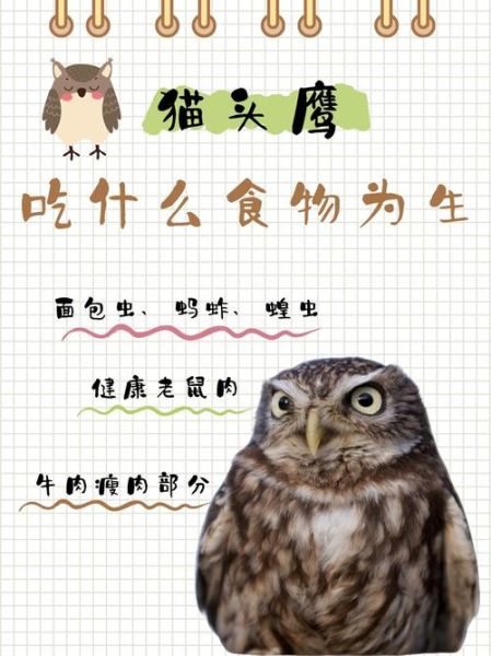 猫头鹰宝宝怎么养_猫头鹰宝宝吃什么