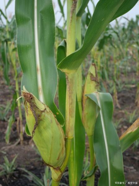 梦到玉米苗是什么意思_玉米苗梦境解析