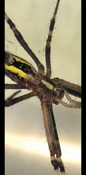 梦到被蜘蛛咬是什么意思_被蜘蛛咬预示什么