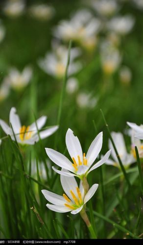 花草图片风景图片大全_如何免费下载高清无版权素材