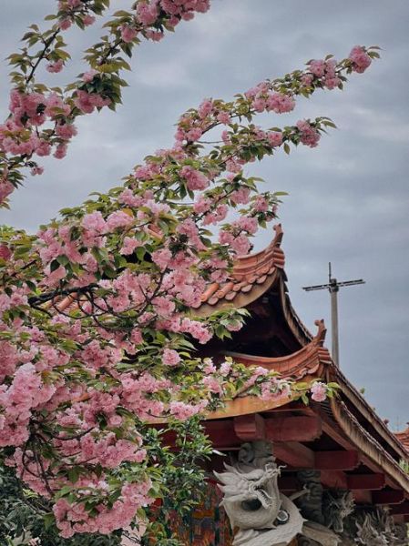 罗汉宝宝是什么_如何挑选健康罗汉宝宝