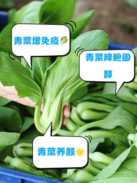 梦到吃青菜是什么意思_梦见吃青菜的预兆