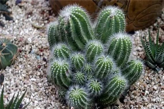 梦到仙人掌是什么意思_仙人掌梦境解析