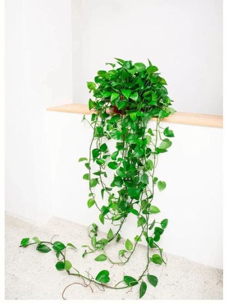 绿萝图片大全_绿萝怎么养才能更旺盛