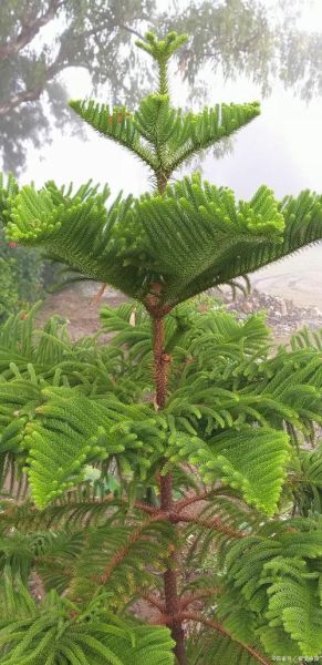 红豆杉图片大全高清_如何识别红豆杉品种