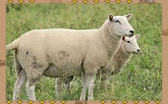 梦到绵羊是什么意思_梦见绵羊代表什么