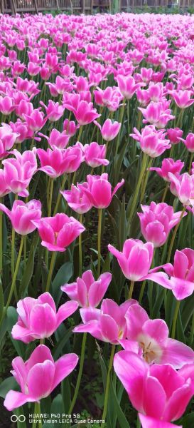 百花图片大全_如何挑选高清花卉图