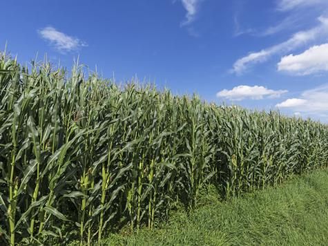 梦到玉米地是什么意思_梦见玉米地预示什么