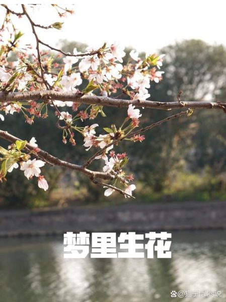 梦到吃花是什么意思_梦见吃花预示着什么