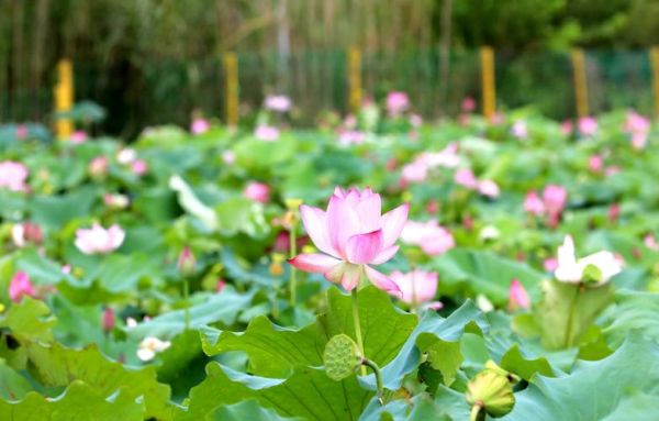 荷花图片大全大图_荷花高清壁纸怎么下载