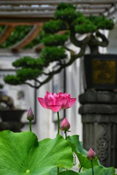 荷花图片大全大图_荷花高清壁纸怎么下载