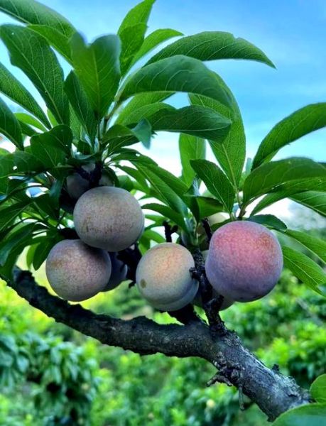 桃李图片大全_桃李如何区分