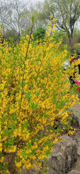 迎春花图片大全_迎春花什么时候开