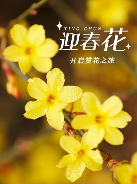 迎春花图片大全_迎春花什么时候开