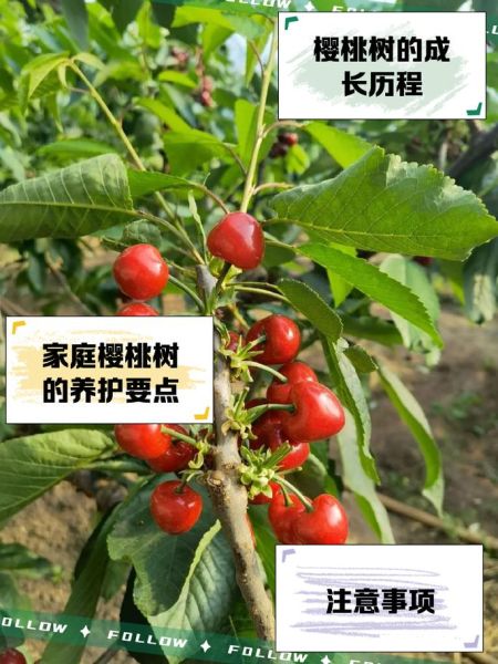 樱桃树图片大全_如何识别不同品种