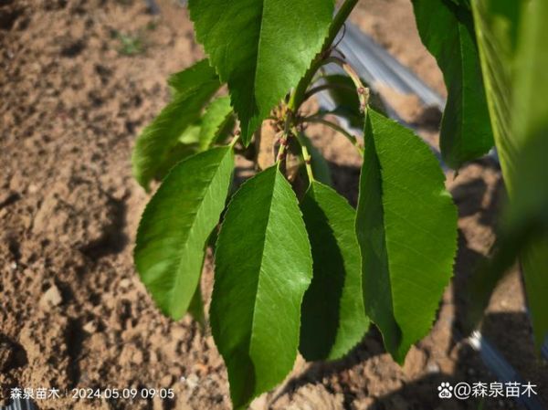 樱桃树图片大全_如何识别不同品种