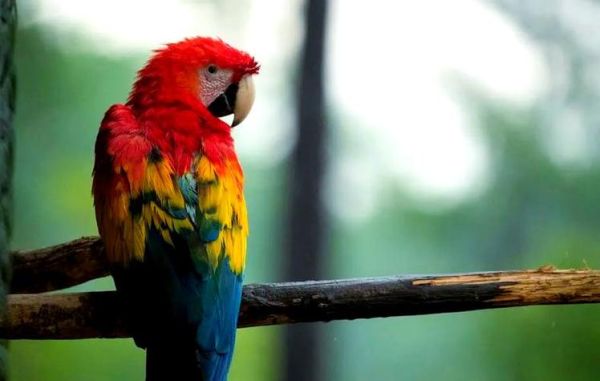 梦到鹦鹉预示着什么_梦见鹦鹉吉凶解析