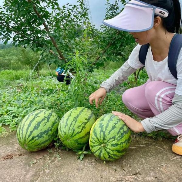 梦到卖西瓜是什么意思_梦见卖西瓜预示什么