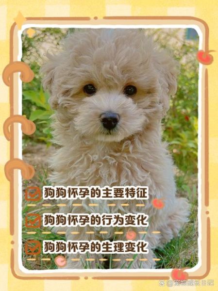 梦到狗狗怀孕是什么意思_梦见狗怀孕预示什么