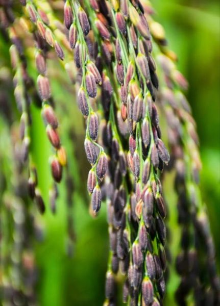 紫米图片大全_紫米长什么样