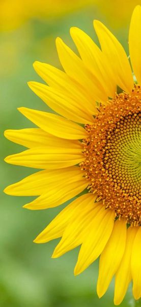 向日葵图片大全_如何挑选高清向日葵壁纸