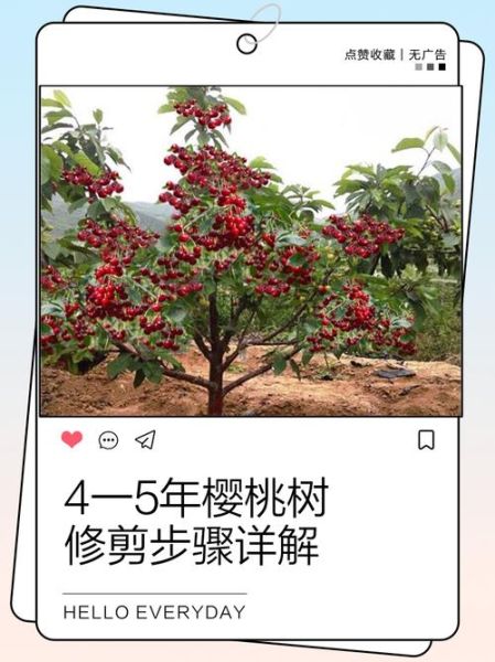 樱桃树剪枝图片大全_什么时候剪最合适