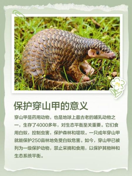 梦到穿山甲是什么意思_穿山甲梦境解析