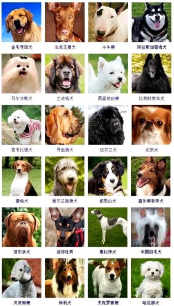 狗狗品种大全图片_如何挑选适合自己的狗狗