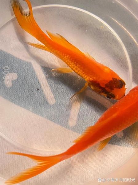 梦到小金鱼是什么意思_梦到小金鱼是吉兆吗