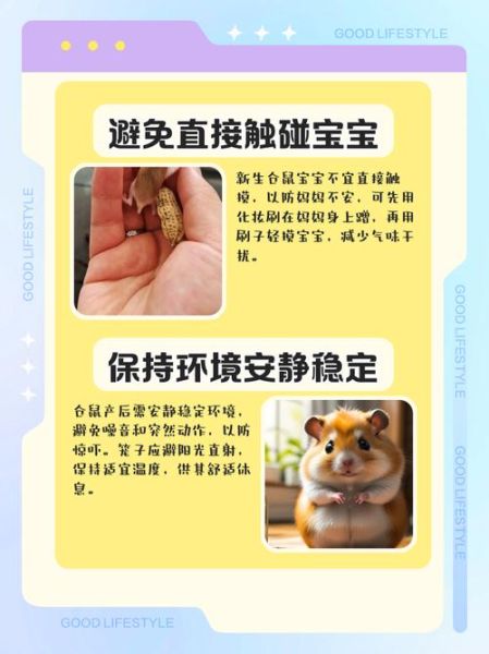 仓鼠生完宝宝后怎么办_母鼠多久能碰幼崽