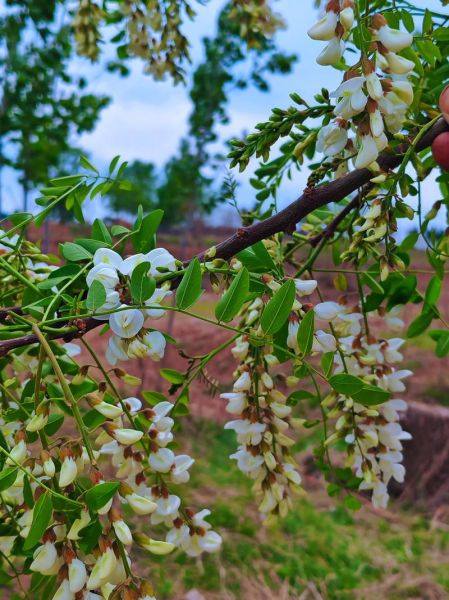 梦到摘槐花是什么意思_槐花梦境解析