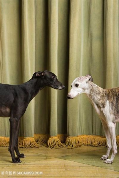 比特图片大全哪里找_比特图片大全怎么下载