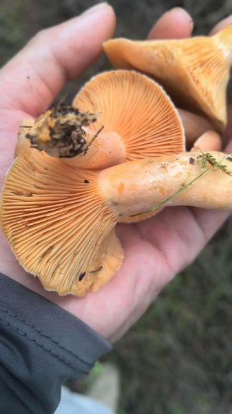 梦到鸡枞是什么意思_梦见鸡枞菌预示着什么