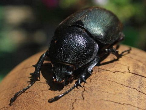 梦到甲虫是什么意思_梦见黑色甲虫好不好